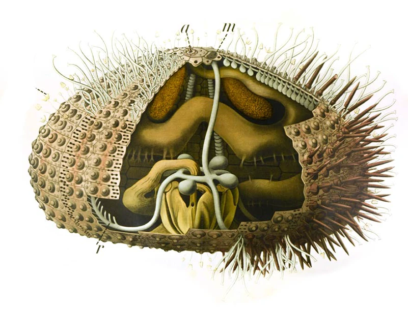 Paul Pfurtscheller, Tavola zoologica – Echinoidea (particolare), cromolitografia, inizi XX secolo